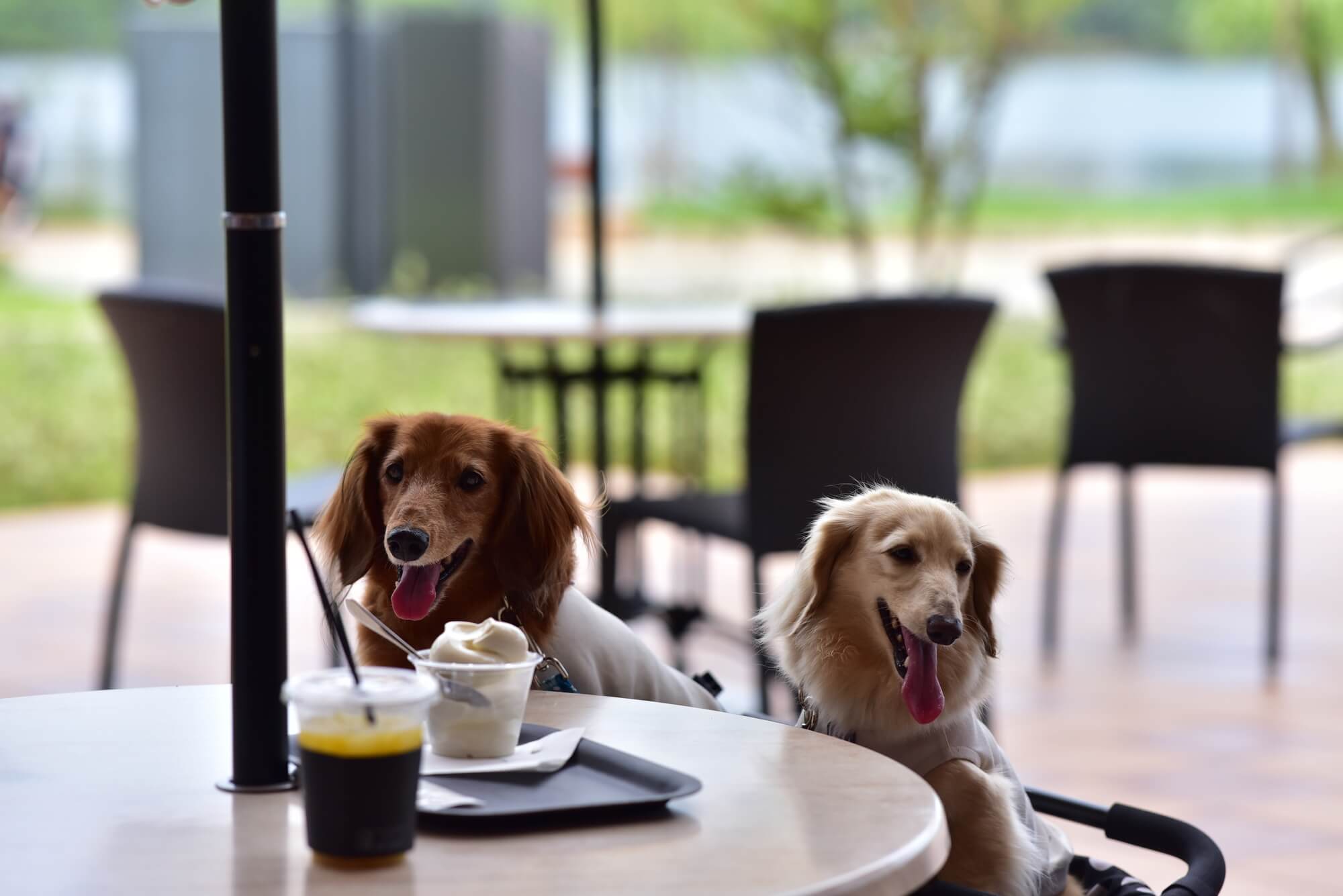 鳥取県にはおすすめのドッグカフェがいっぱい！愛犬と一緒にお気に入りのドッグカフェを探しに行こう！